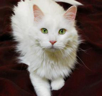 White Cats With Ice Blue Eyes