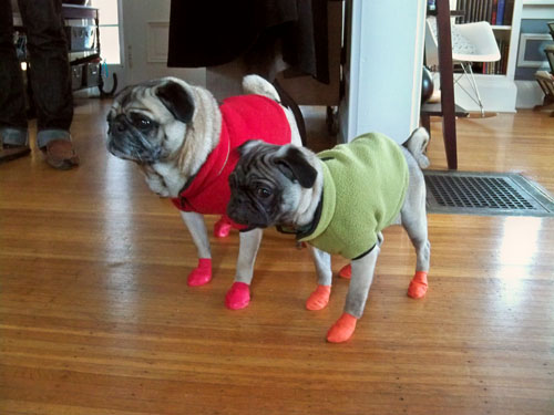 pug boots for dogs