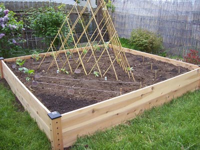 We planted peas, zuchinni and cucumbers around the trellis.